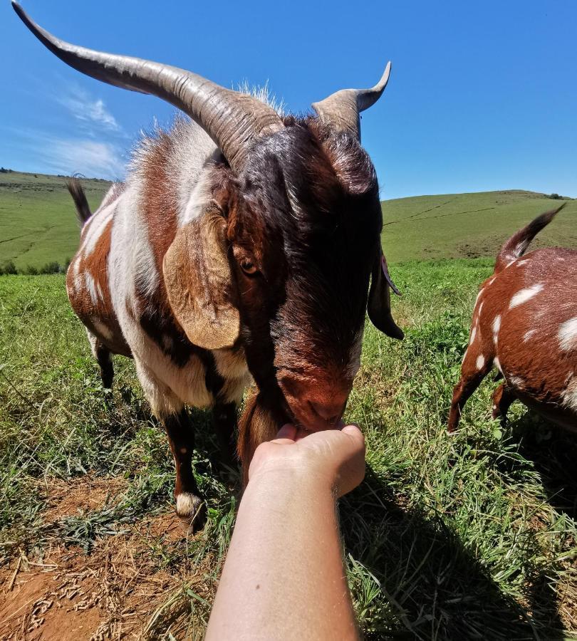 Nguni Moon Tepee Camp 호텔 언더버그 외부 사진
