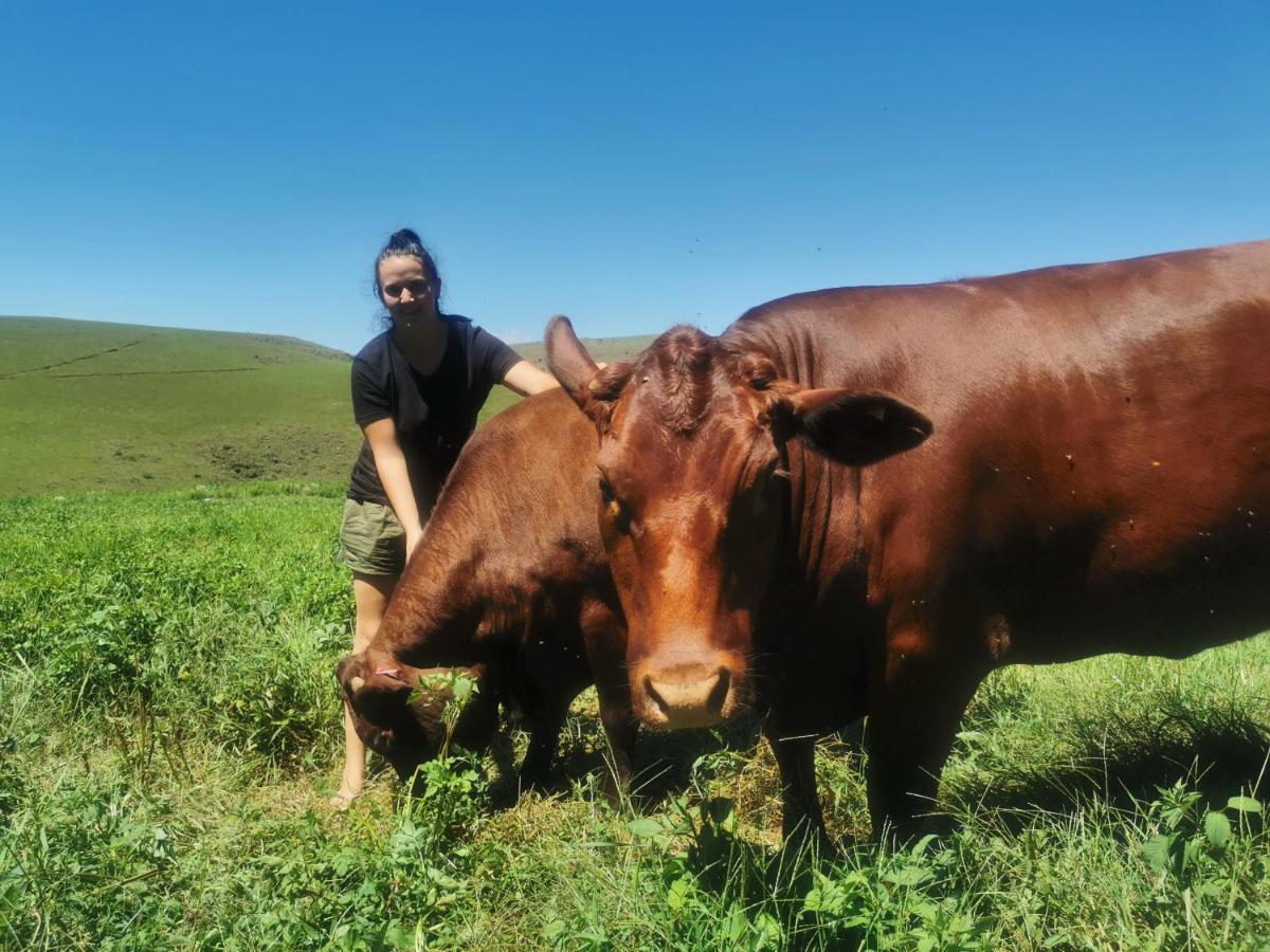 Nguni Moon Tepee Camp 호텔 언더버그 외부 사진